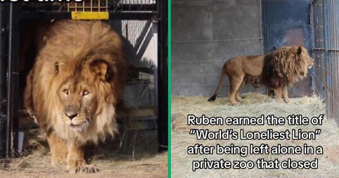 Lion, Ruben, South Africa, America, zoo, TikTok video