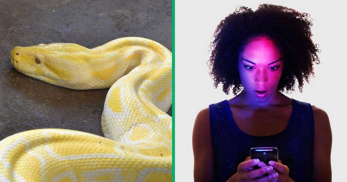 A TikTok video of a pet python pooping has gone viral. A TikTok video of a pet python pooping has gone viral.