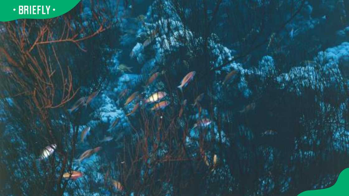 Fish among black coral Fish among black coral