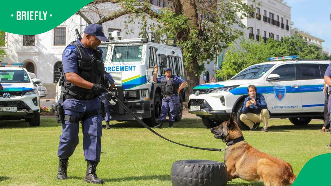 Cape Town's working dogs shine at city's first-ever K9 competition Cape Town's working dogs shine at city's first-ever K9 competition
