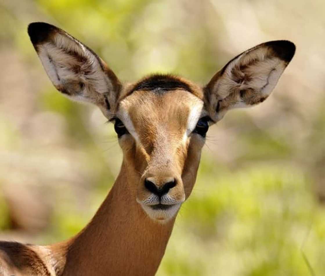 Unique facts about the Impala Unique facts about the Impala