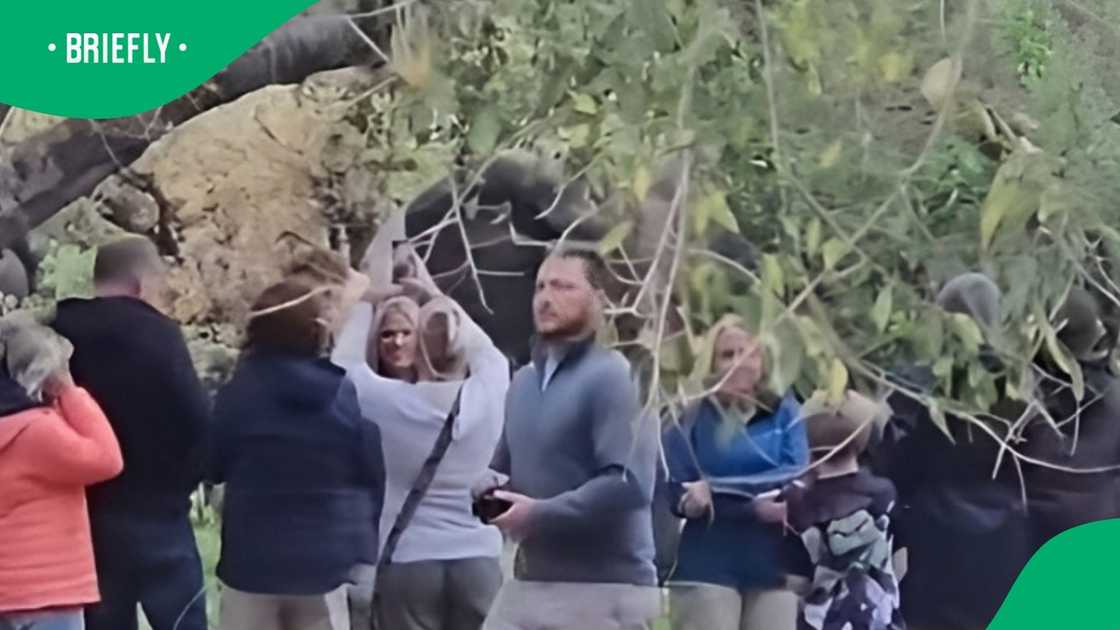 Kruger National Park visitors break rules to see elephants