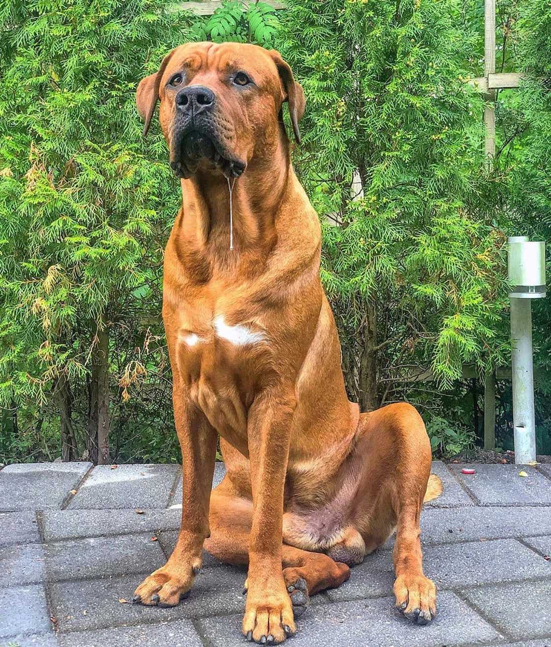 dangerous dogs dangerous dogs