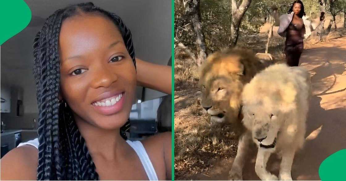 Woman walks with two lions.