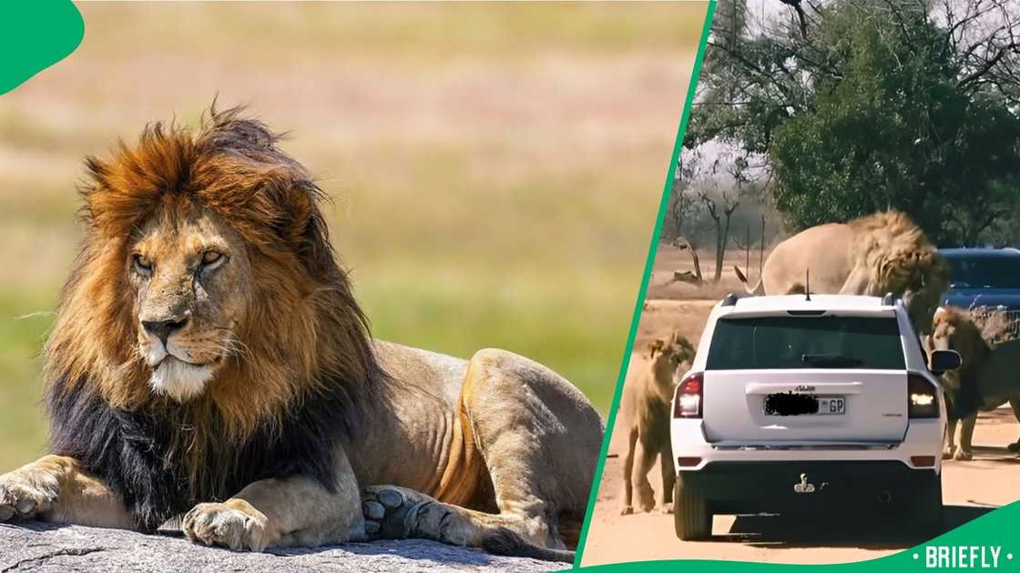 Instagram users expressed how terrified they would have been if they saw lions charging at their car