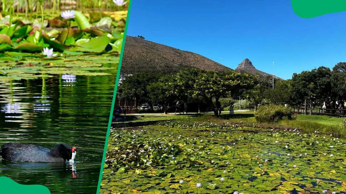 Green Point Park offers an excellent picnic spot