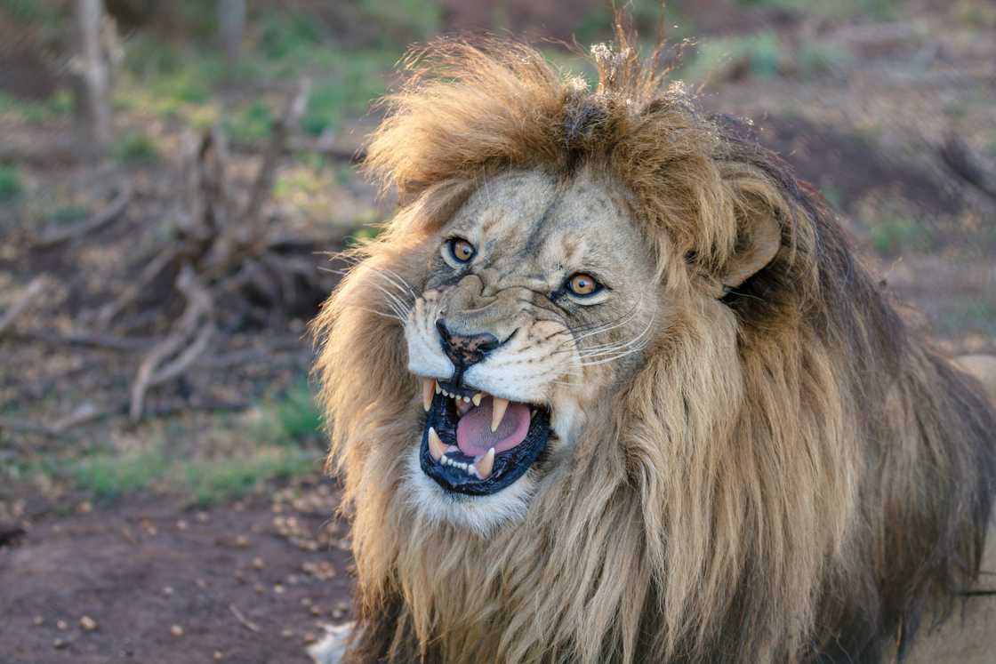 Lion's roaring at tourists terryfies TikTok video viewers