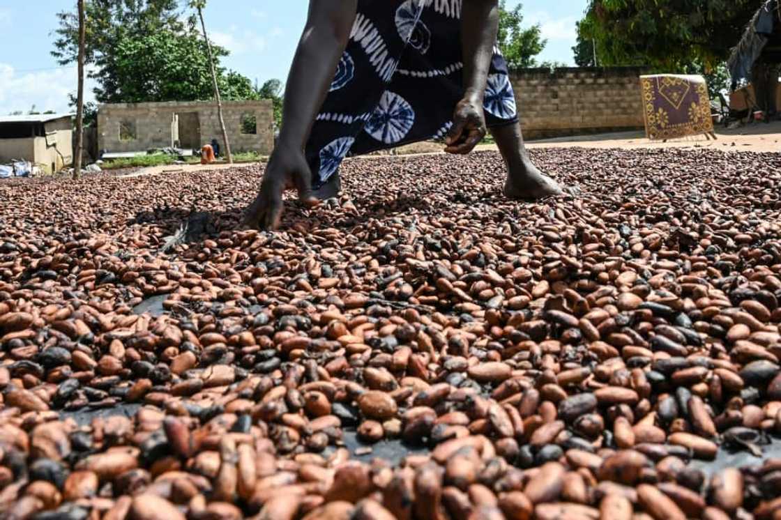 The two biggest cocoa producers have set down demands for manufacturers to pay higher prices for their growers The two biggest cocoa producers have set down demands for manufacturers to pay higher prices for their growers