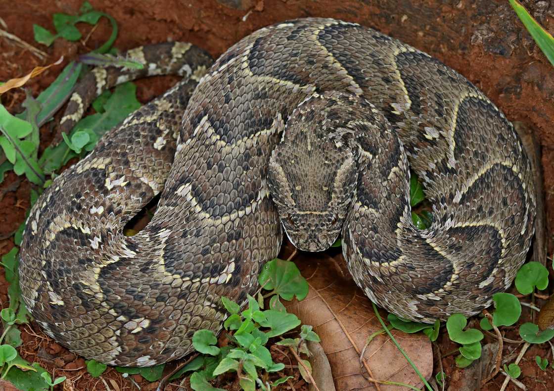 Puff adder on alert