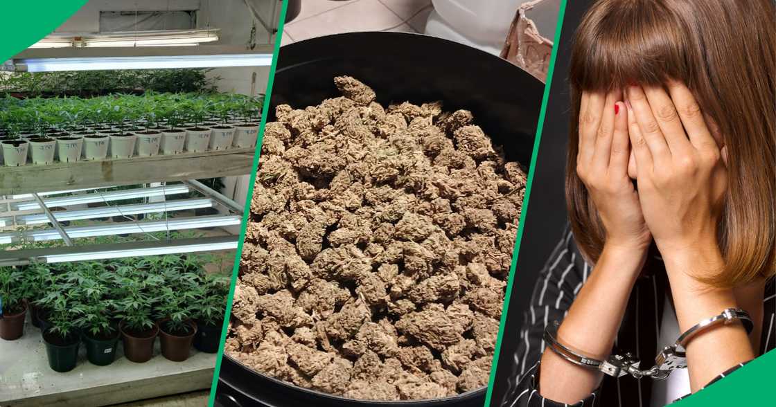 Two people are facing dealing in cannabis charges after police found R30 million worth of the plant on a farm in the Western Cape. Two people are facing dealing in cannabis charges after police found R30 million worth of the plant on a farm in the Western Cape.