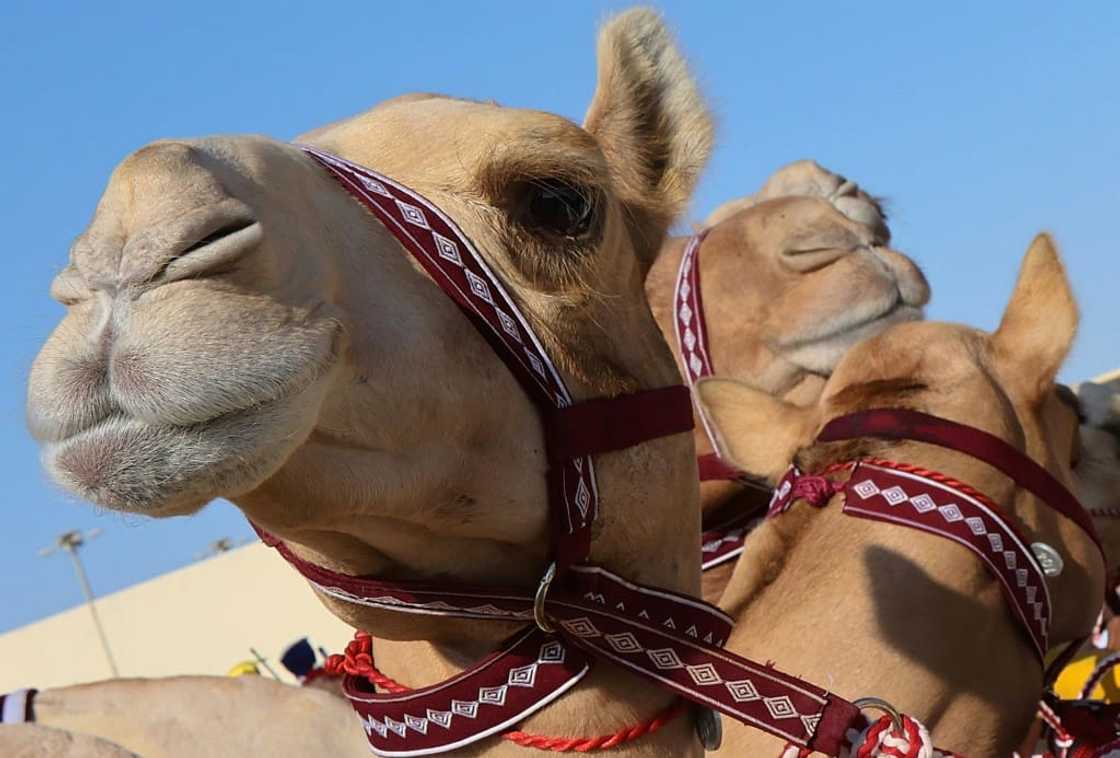 The camel race track in Al-Shahaniya is a far cry from the football fever that has taken over the tiny emirate ahead of the football World Cup