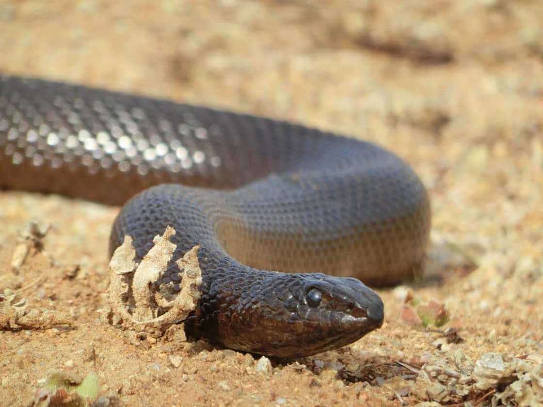 Which snakes are not poisonous? Which snakes are not poisonous?