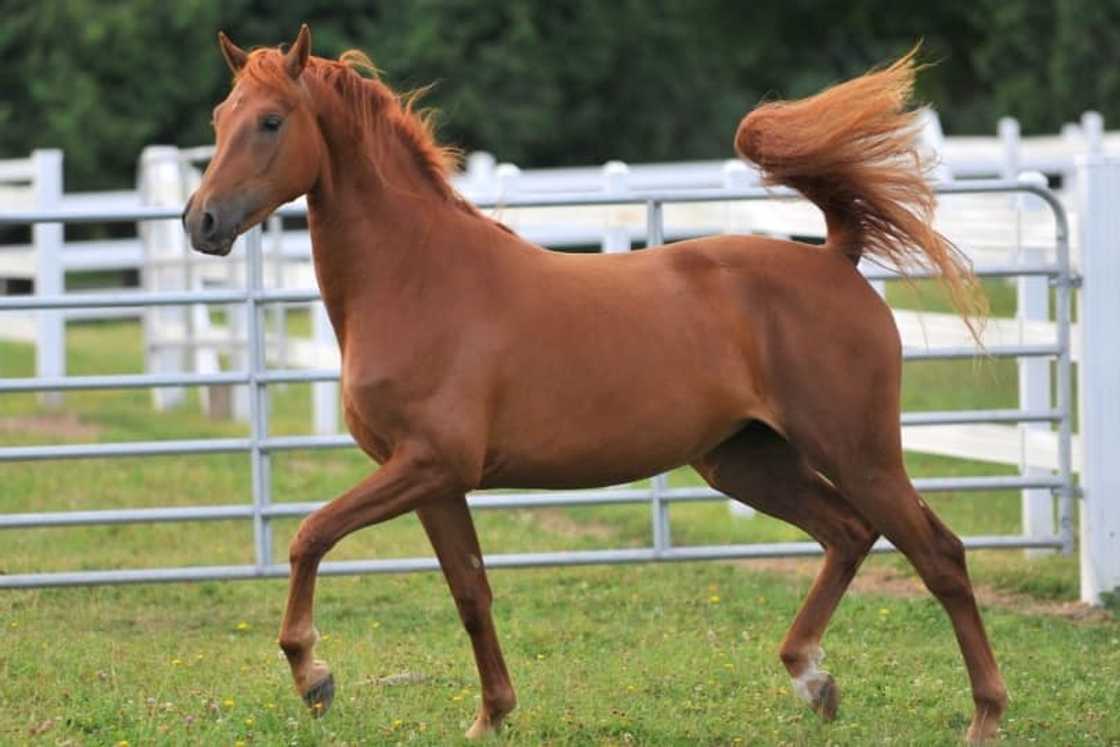 What is the most expensive horse in the world 2021? What is the most expensive horse in the world 2021?