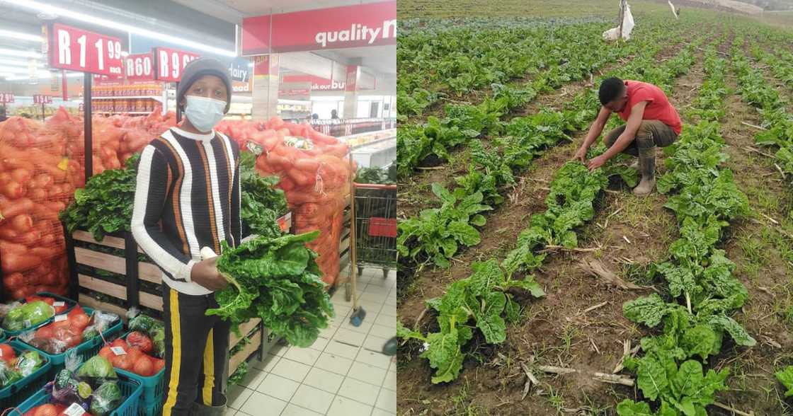 Farming, @kwanda_nyazeka, social media Farming, @kwanda_nyazeka, social media