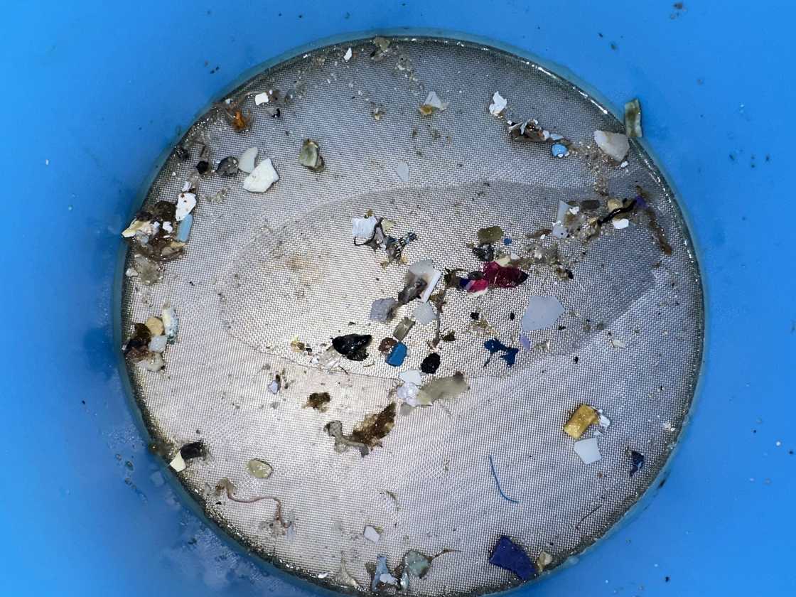 Plastic excreted by turtle hatchling. Plastic excreted by turtle hatchling.
