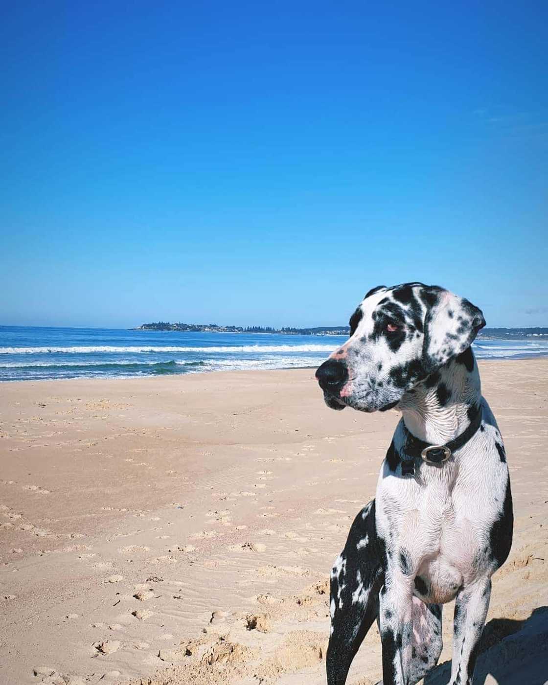 the most dangerous dog the most dangerous dog