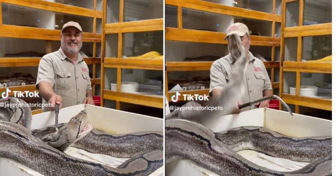 Jay Brewer almost gets bitten by python while handing it Jay Brewer almost gets bitten by python while handing it