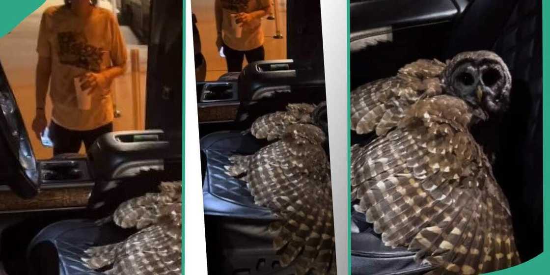 Owl in man's car