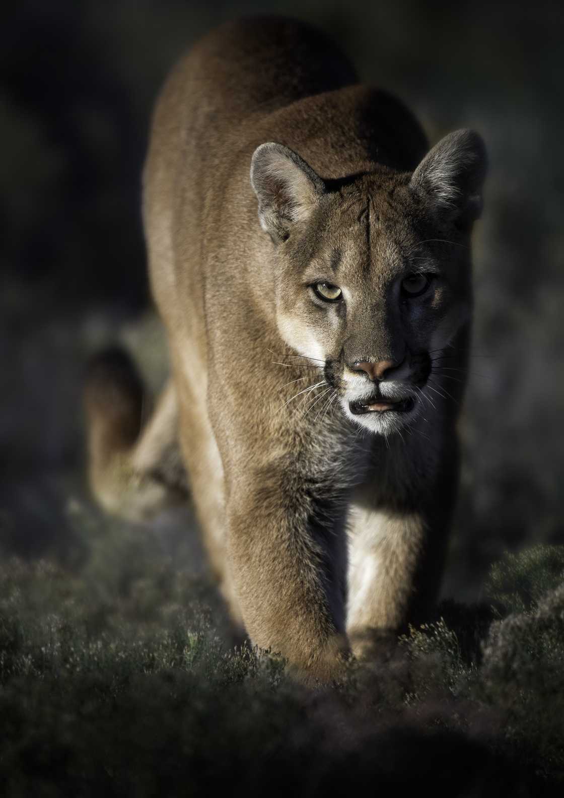 Asher Watkins hunted a mountain lion as a trophy