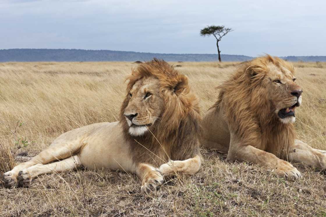 A man in South Africa begged a lion for action at Pretoria Zoo, which left peeps in laughter.