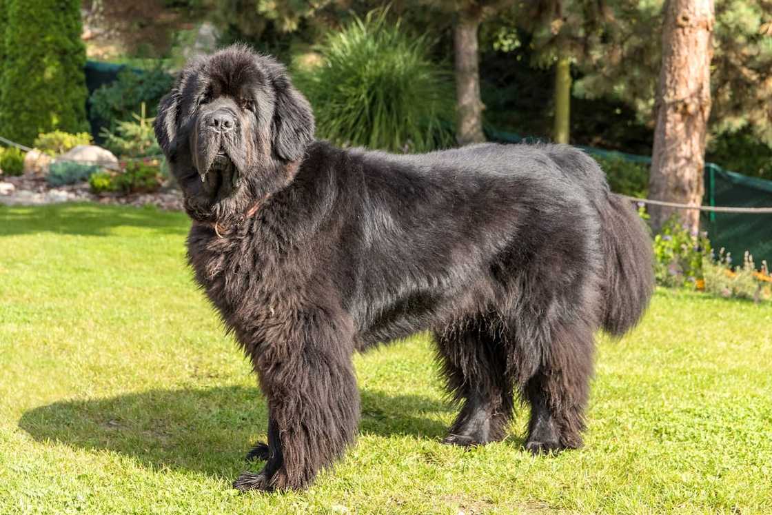 Newfoundland dog breed in an outdoor.