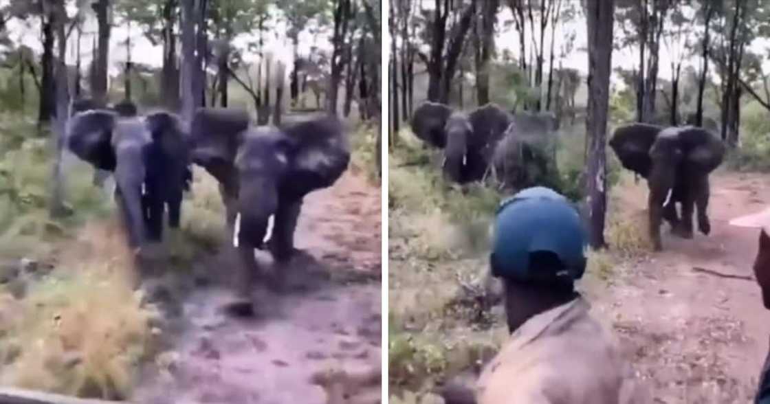 Viral TikTok of two elephants chasing people in safari 4x4 Viral TikTok of two elephants chasing people in safari 4x4