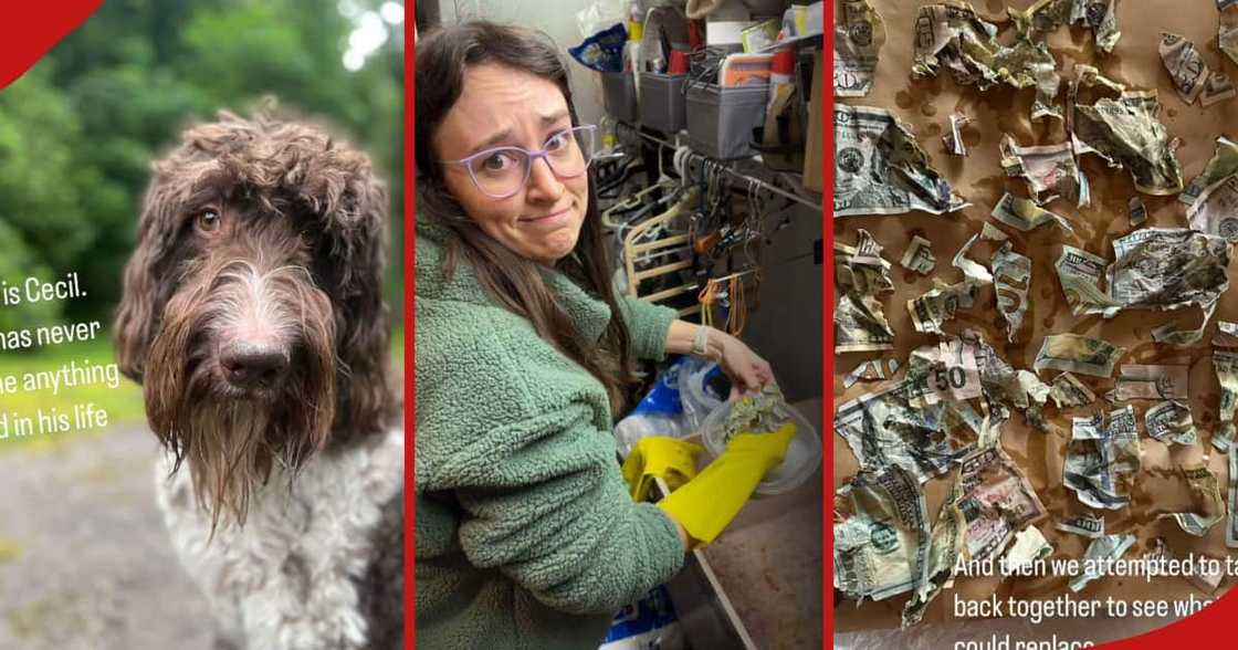 Clayton and Carie Law's dog eats money. Clayton and Carie Law's dog eats money.