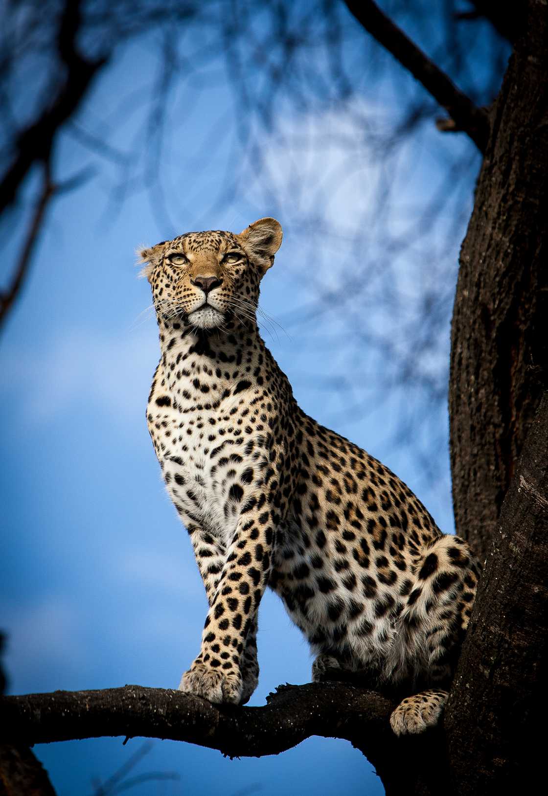 Leopards do not typically stand on two legs Leopards do not typically stand on two legs