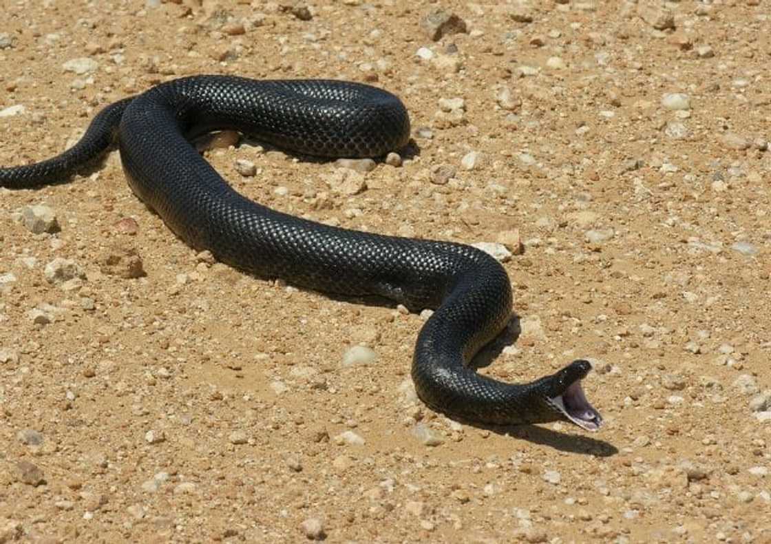Mole snake South Africa