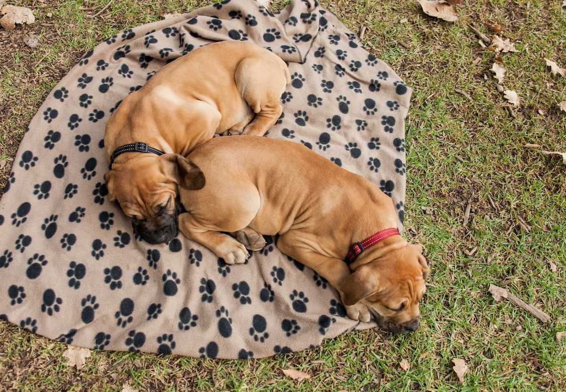 How much is a Boerboel dog in Kenya? How much is a Boerboel dog in Kenya?