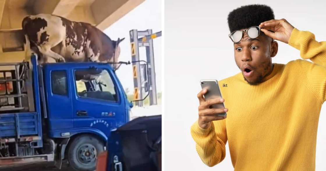 TikTok video of a bull calf riding an animal transporter's cabin TikTok video of a bull calf riding an animal transporter's cabin