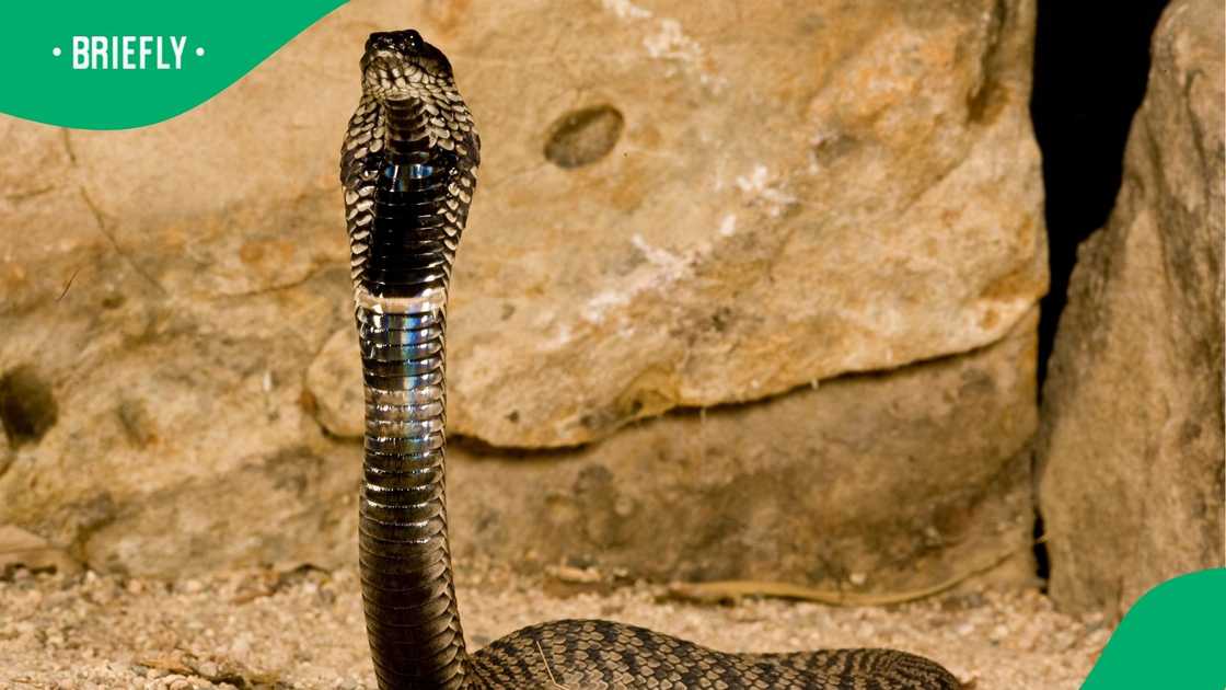 The Mpumalanga man was bitten by a snake while relieving himself outside The Mpumalanga man was bitten by a snake while relieving himself outside