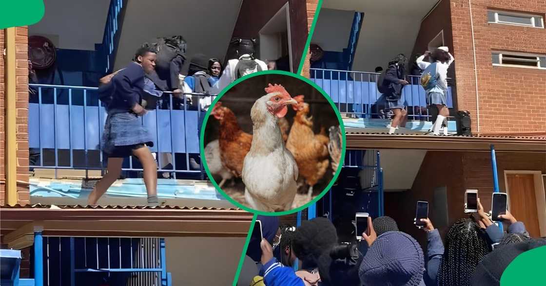 Young boys grooved at school and brought a chicken with them. Young boys grooved at school and brought a chicken with them.