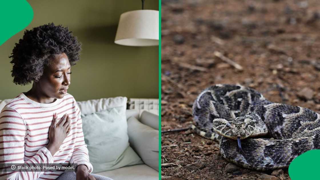 Free State woman bitten by puff adder Free State woman bitten by puff adder