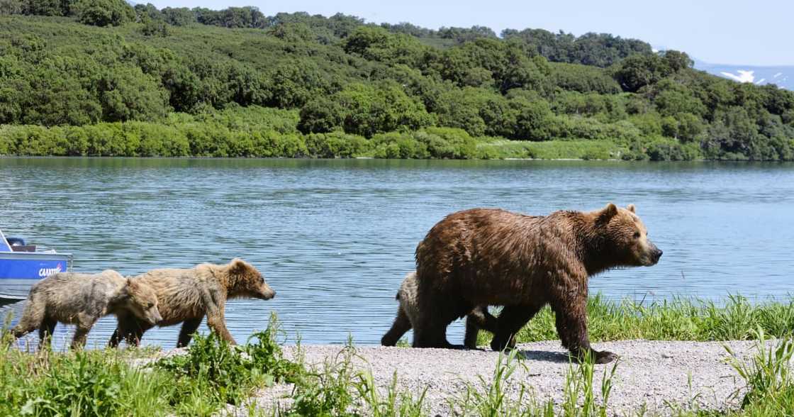 Bears, World News, Reactions Bears, World News, Reactions