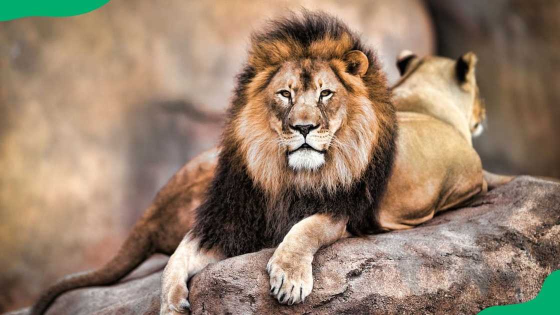 Big Five animals Africa Big Five animals Africa