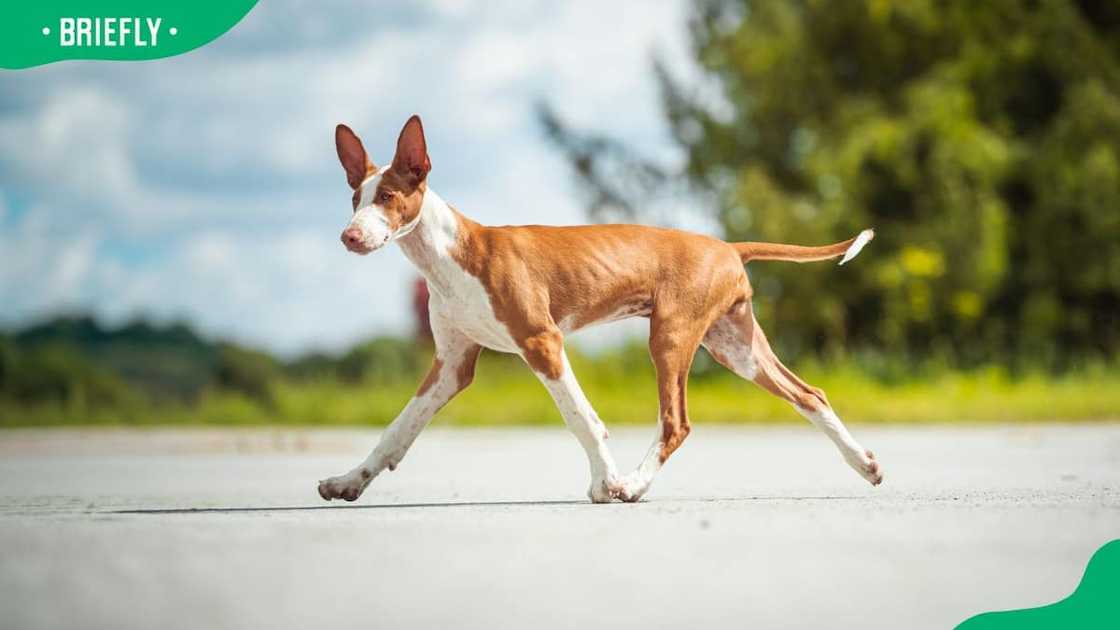 Ibizan hound walking on the road Ibizan hound walking on the road