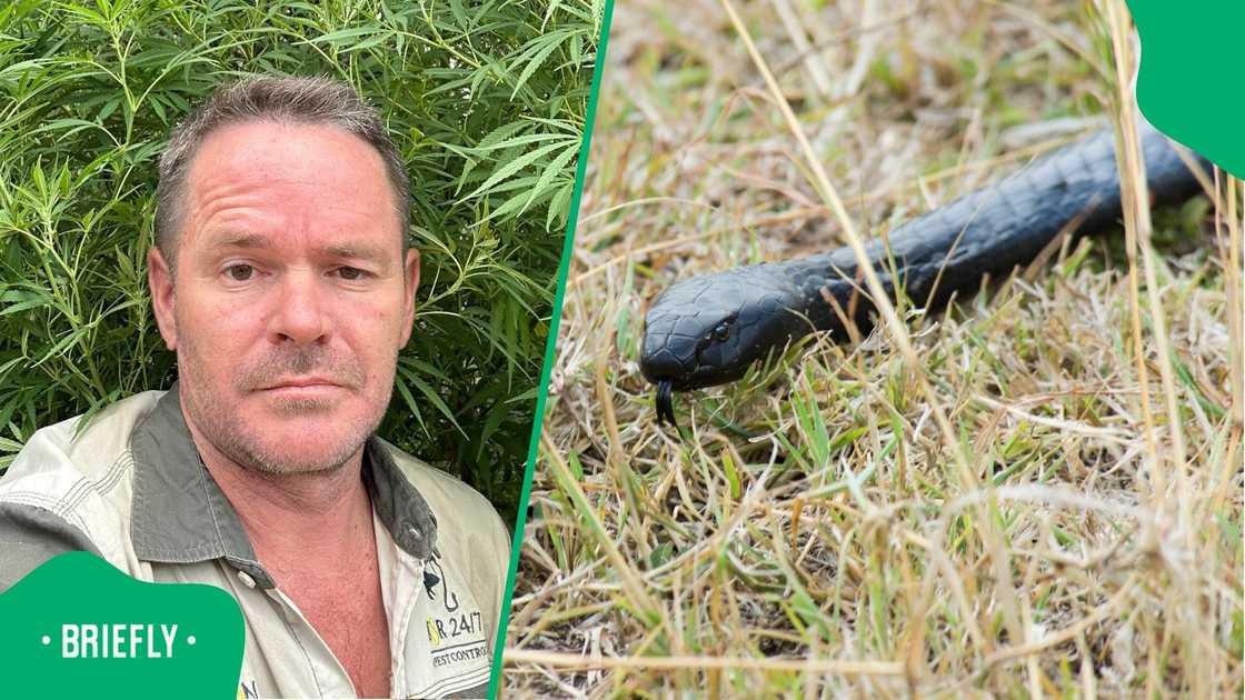 Eduanne Niemand and a black spitting cobra.