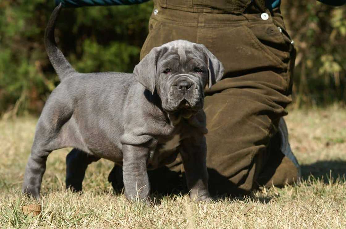 Guard dog breeds Guard dog breeds