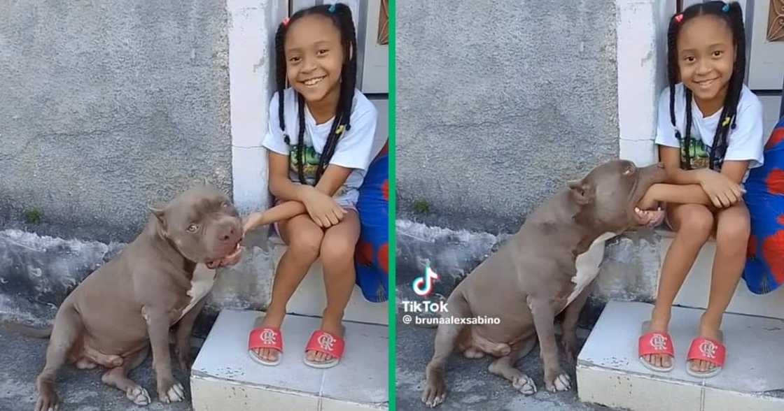 Video of a pit bull nibbling a little girl's hand Video of a pit bull nibbling a little girl's hand