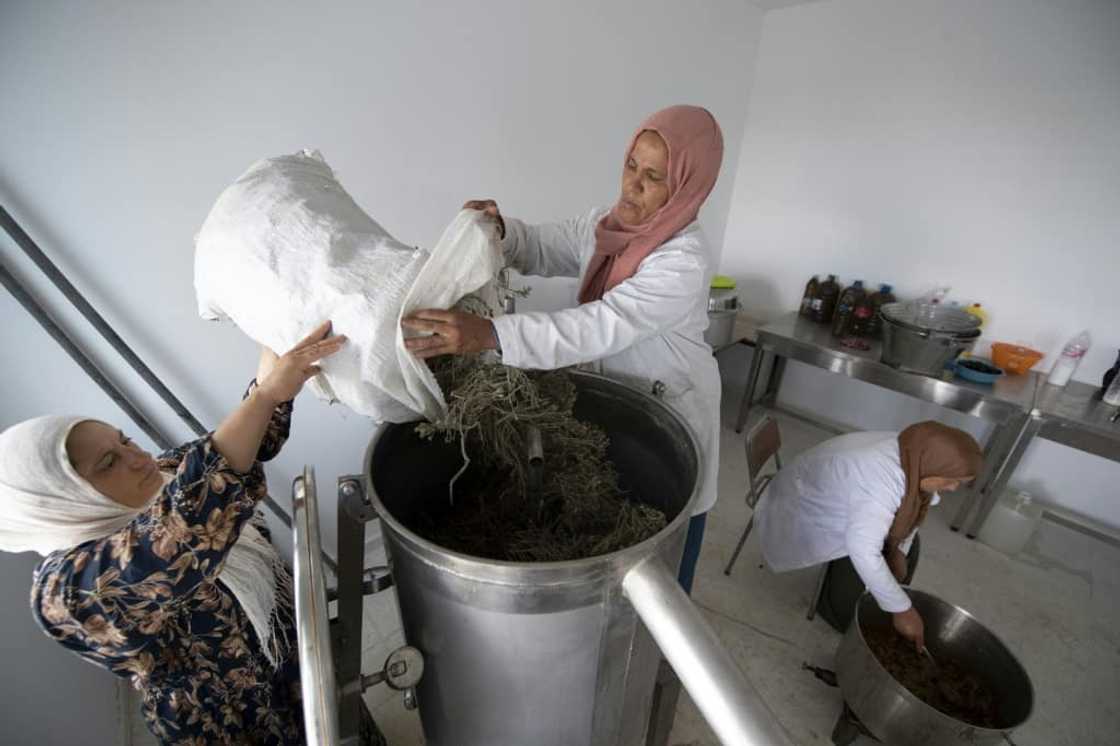Women work in a cooperative for the production of essential oils from wild plants Women work in a cooperative for the production of essential oils from wild plants
