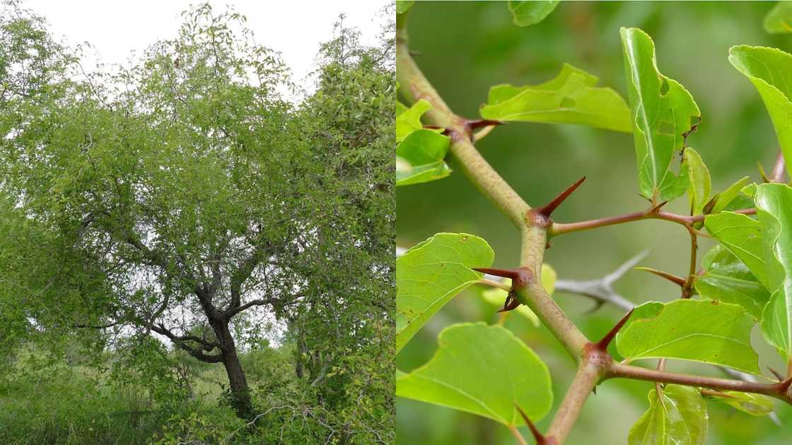 Buffalo Thorn