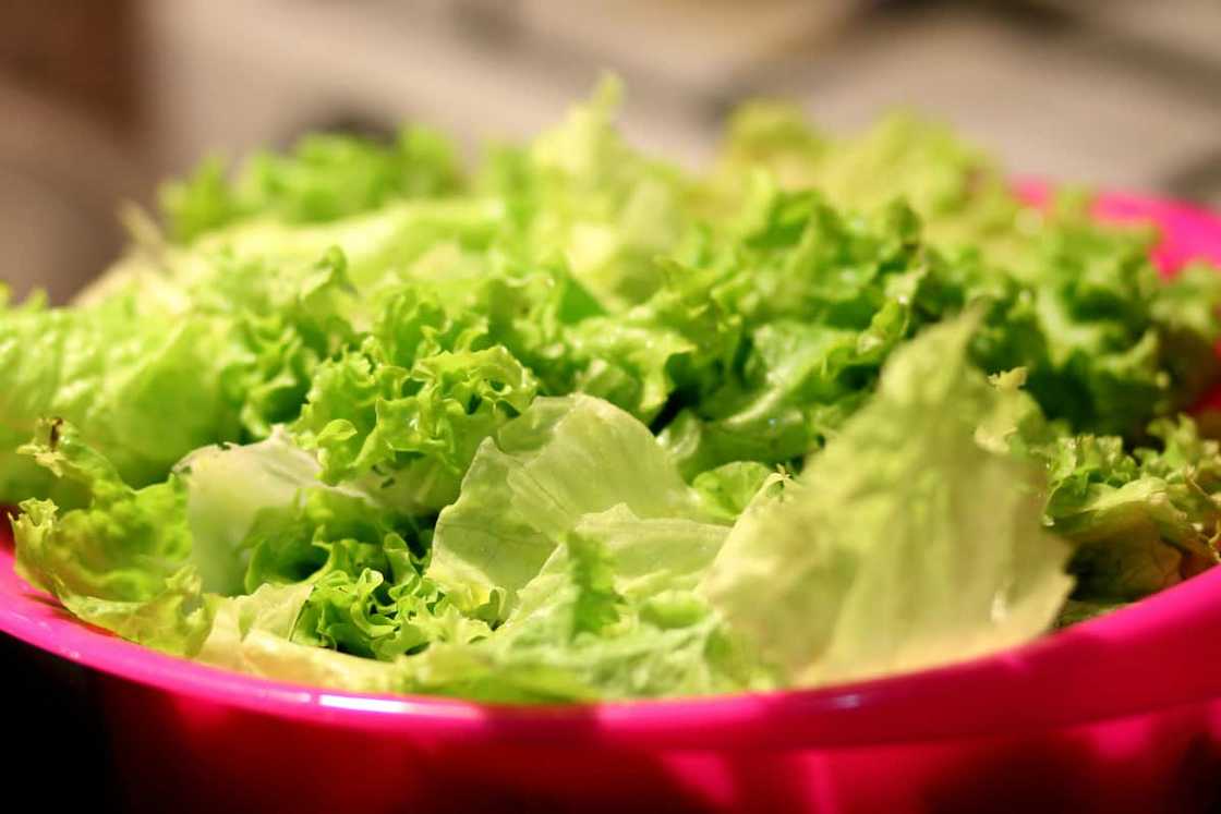 lettuce is among the most profitable vegetables to grow in South Africa lettuce is among the most profitable vegetables to grow in South Africa
