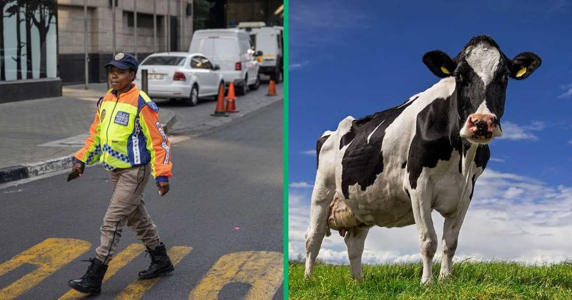 A metro police was accused of letting a motorist run away with a cow's head and not arresting her A metro police was accused of letting a motorist run away with a cow's head and not arresting her