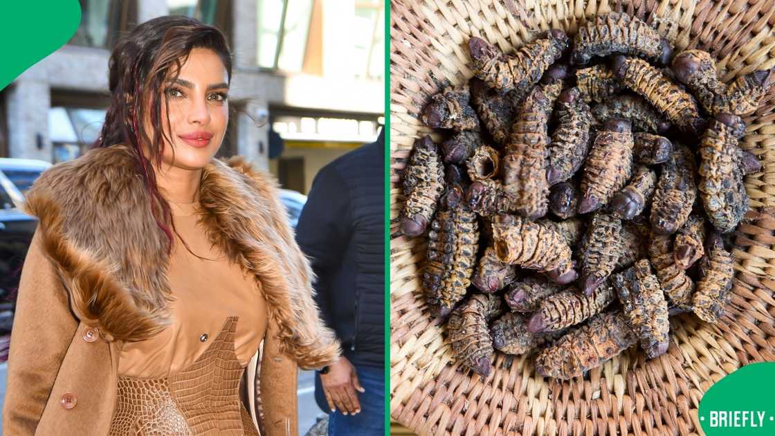 Priyanka Chopra-Jonas revealed that she has eaten Mopane worms Priyanka Chopra-Jonas revealed that she has eaten Mopane worms