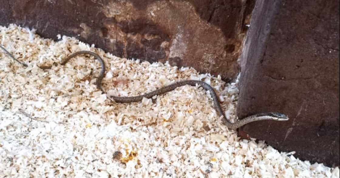 Snake, Rescued, SA, Social media reactions