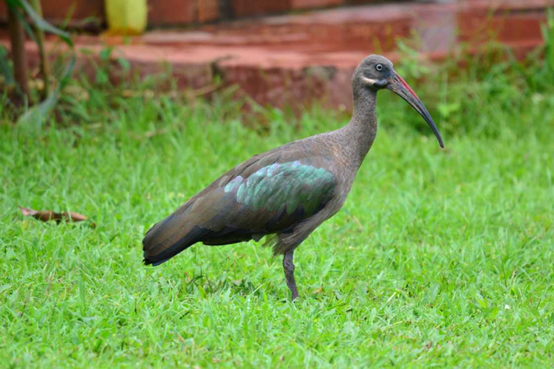 A woman entertained amused South Africans with her reaction to the hadeda ibis inside the house.