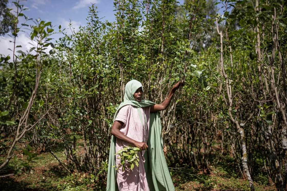 Khat is one of Ethiopia's main exports