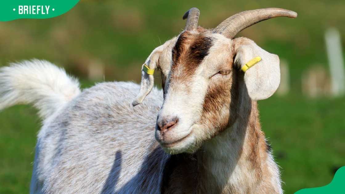 Boer goats’ breeding Boer goats’ breeding