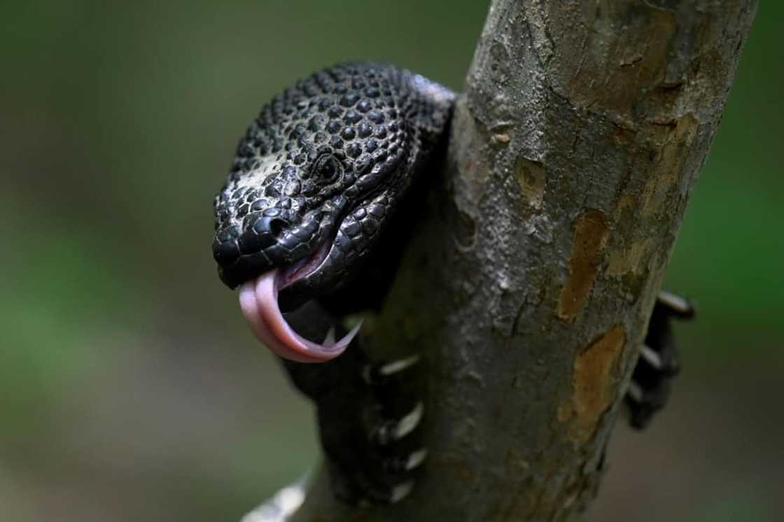 Heloderma charlesbogerti can live up to 23 years in captivity